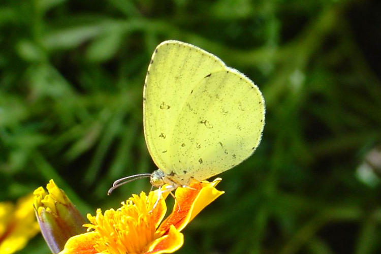 Eurema mandarina: Bild 4