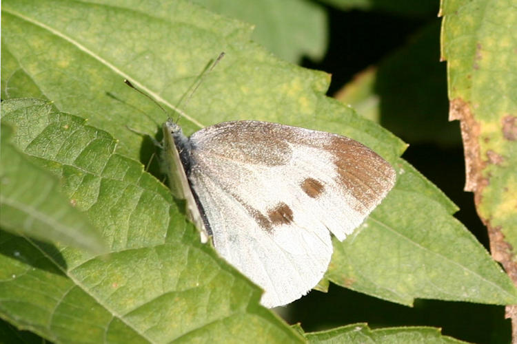 Pieris rapae crucivora: Bild 3