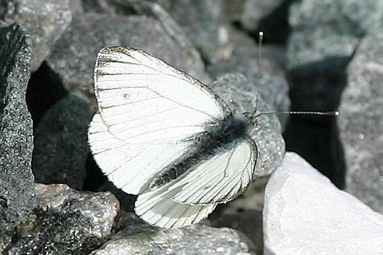 Pieris napi lappona: Bild 1