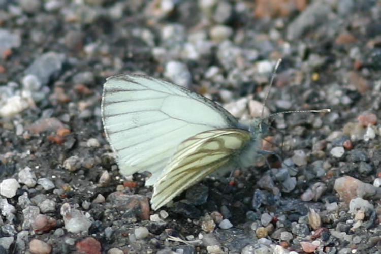 Pieris napi lappona: Bild 2