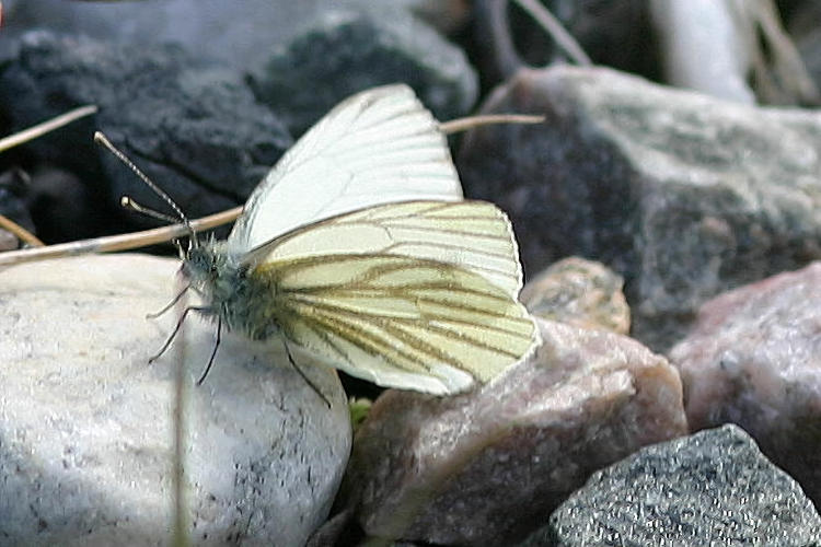 Pieris napi lappona: Bild 5