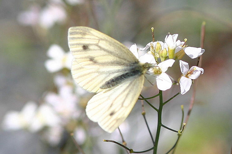 Pieris napi lappona: Bild 3