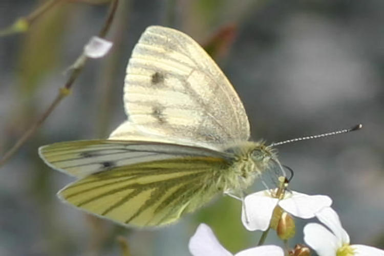 Pieris napi lappona: Bild 4