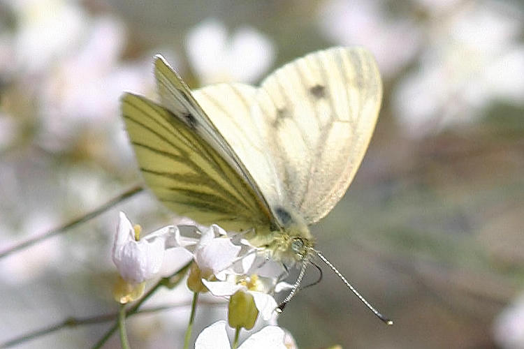 Pieris napi lappona: Bild 6