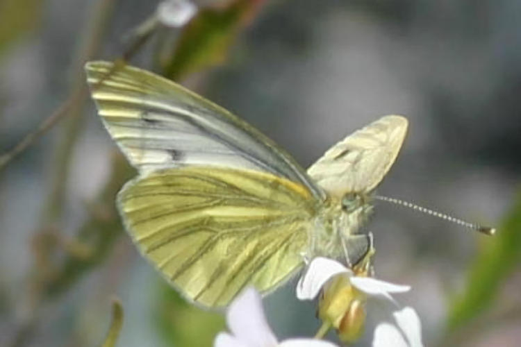 Pieris napi lappona: Bild 7