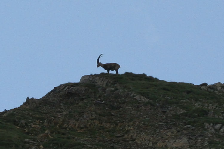 Capra ibex: Bild 1