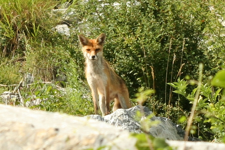 Vulpes vulpes: Bild 1