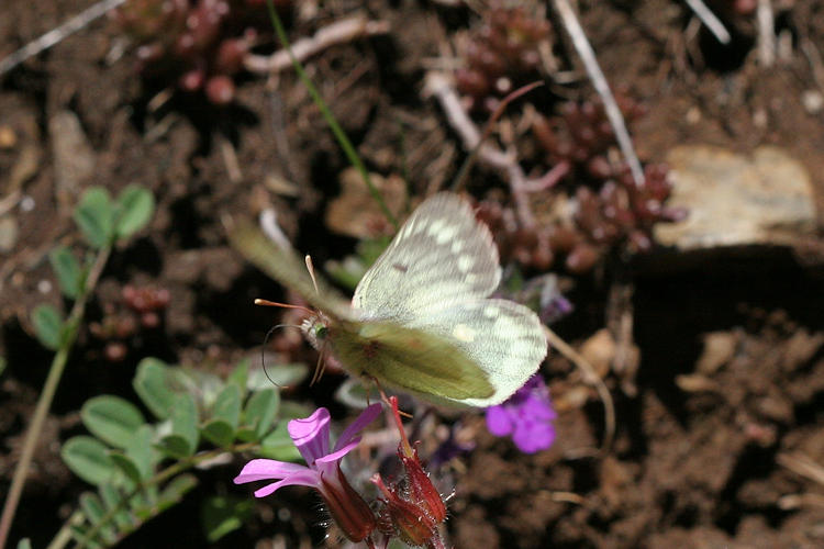 Colias phicomone: Bild 1