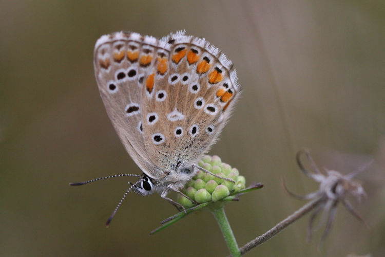 Lysandra bellargus: Bild 51