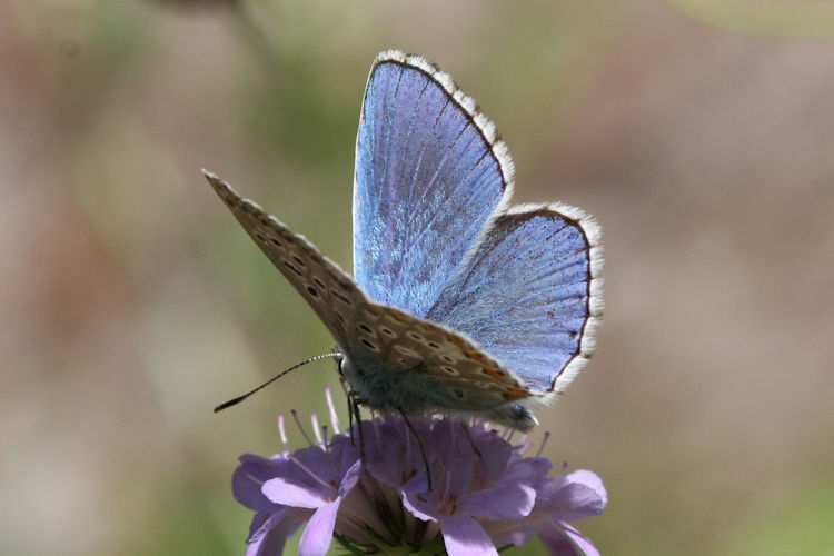 Lysandra bellargus: Bild 13