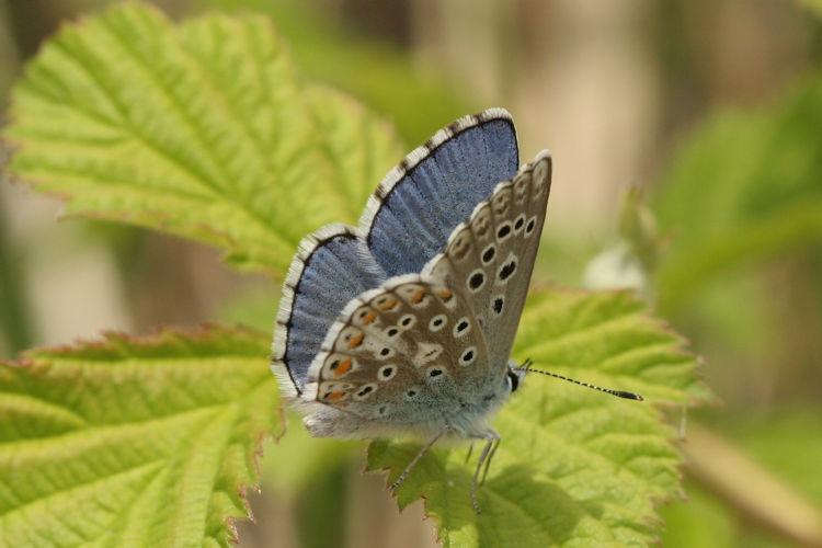 Lysandra bellargus: Bild 42