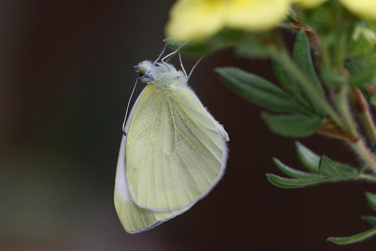 Pieris balcana: Bild 15