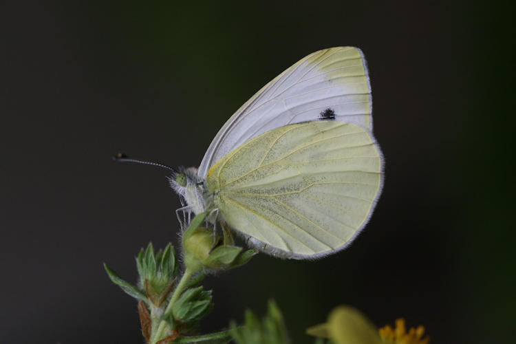 Pieris balcana: Bild 19