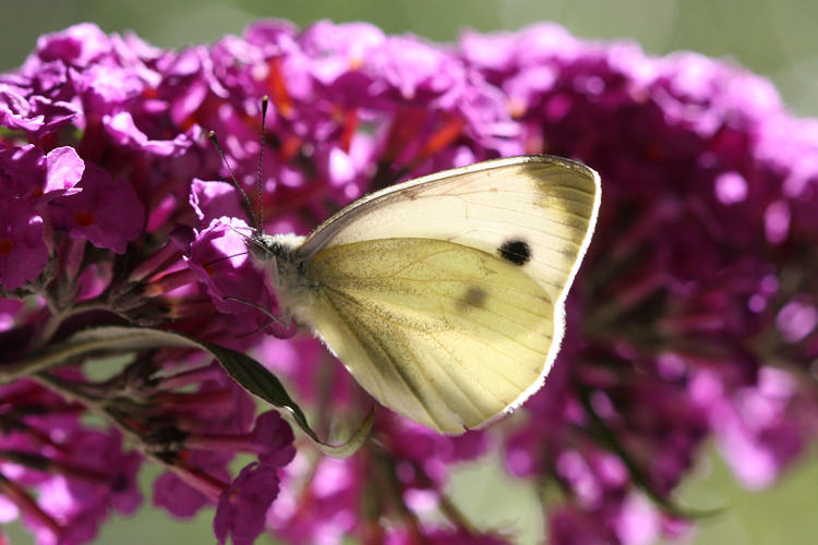 Pieris balcana: Bild 20