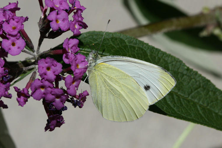 Pieris balcana: Bild 22