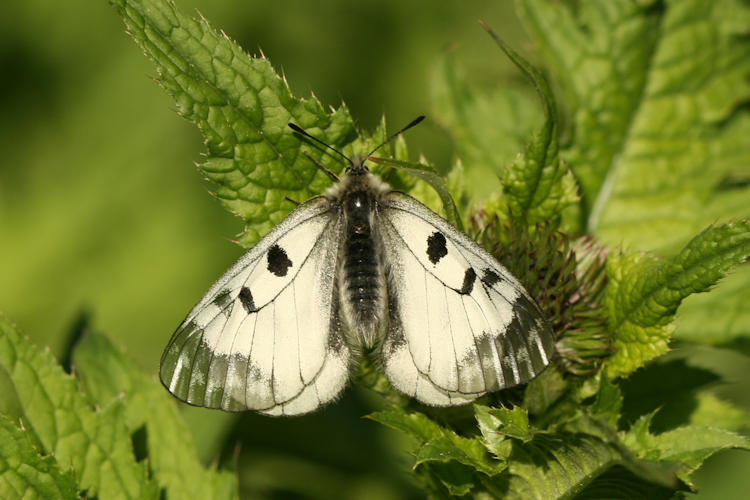 Parnassius mnemosyne: Bild 9