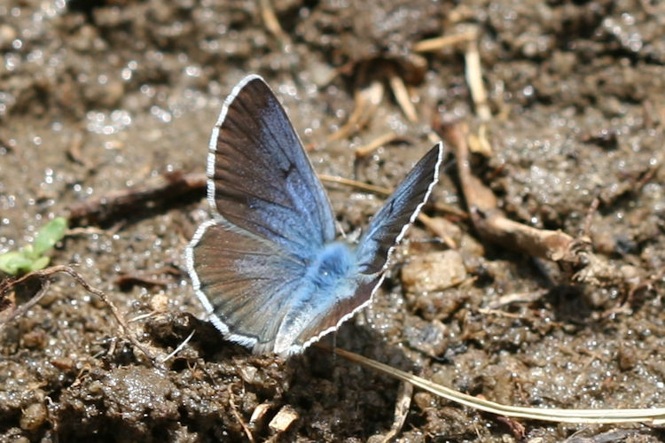 Polyommatus devanica: Bild 8