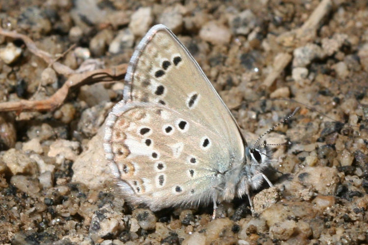 Polyommatus devanica: Bild 11