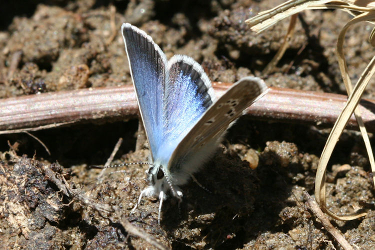 Polyommatus devanica: Bild 12