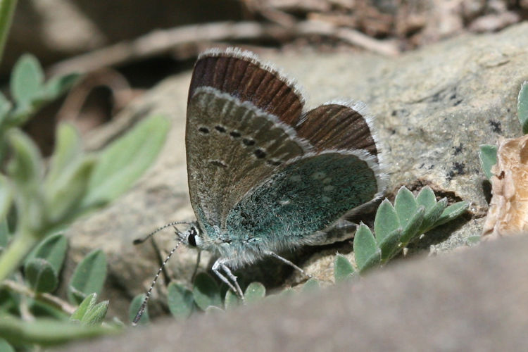 Polyommatus devanica: Bild 20
