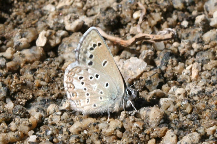 Polyommatus devanica: Bild 25
