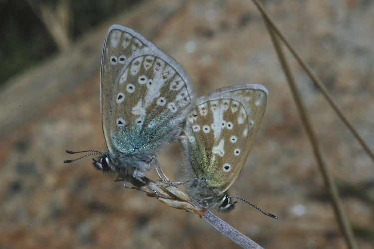 Polyommatus devanica: Bild 33