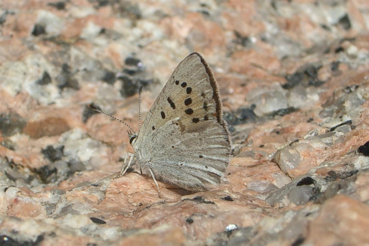 Lycaena rubidus: Bild 2