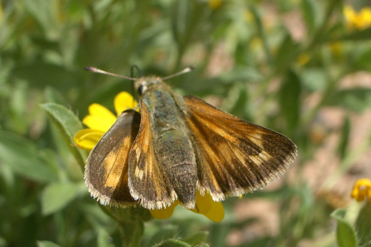 Ochlodes sylvanoides: Bild 1