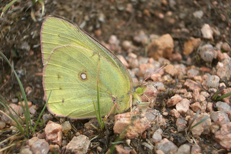 Colias eurytheme: Bild 1