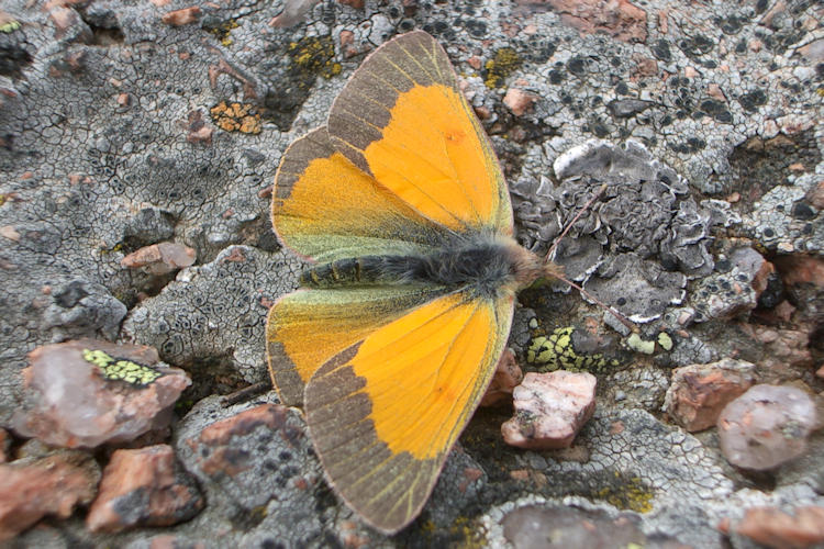 Colias meadii: Bild 1