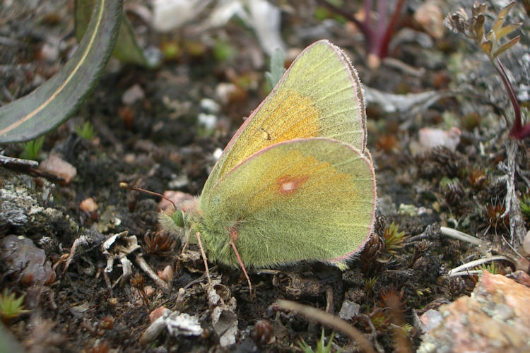 Colias meadii: Bild 2