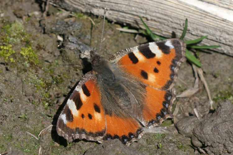 Aglais urticae: Bild 5