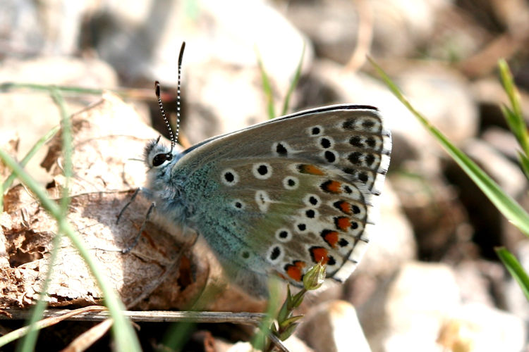 Lysandra bellargus: Bild 43