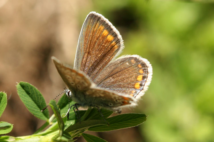 Polyommatus icarus: Bild 25