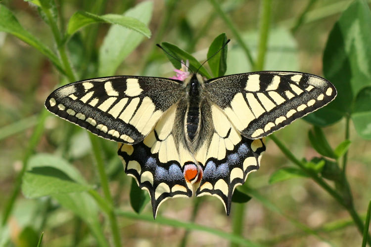 Papilio machaon: Bild 7