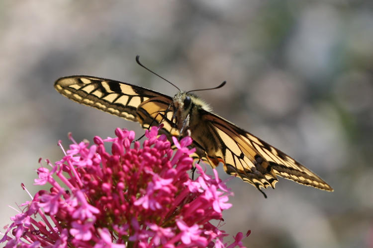 Papilio machaon: Bild 14