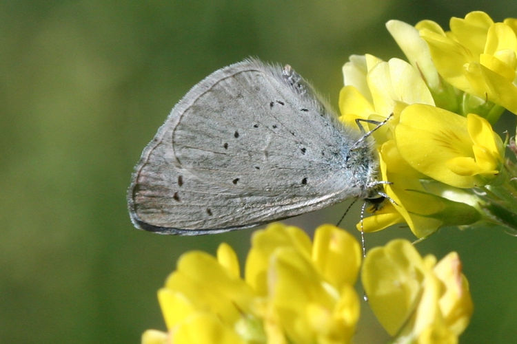 Celastrina argiolus kollari: Bild 3