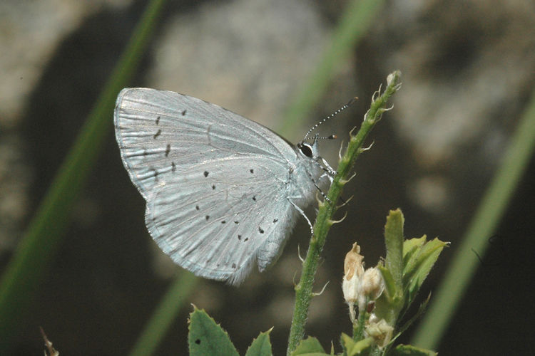 Celastrina argiolus kollari: Bild 4