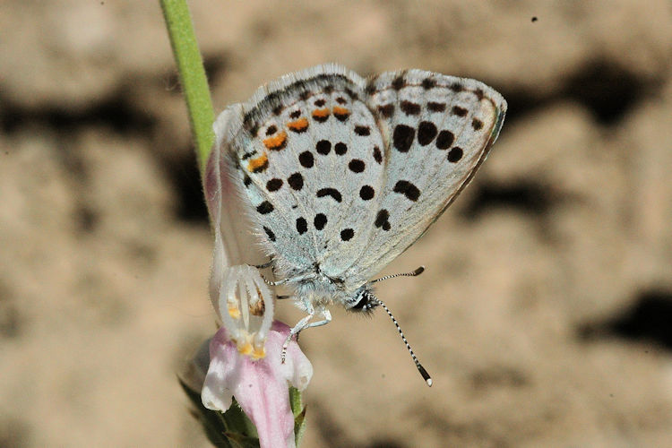 Pseudophilotes vicrama vicrama: Bild 5