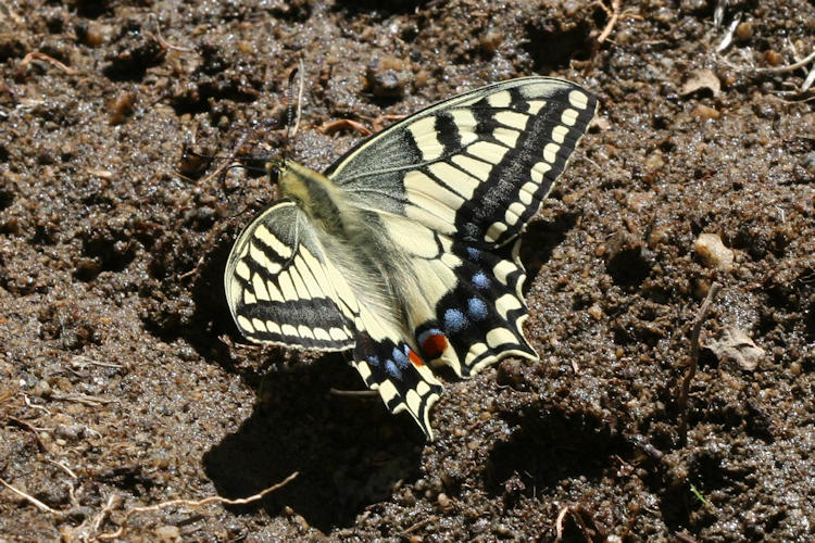 Papilio ladakensis: Bild 2