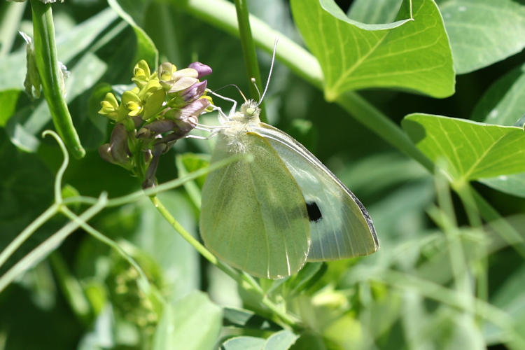 Pieris brassicae kashmirensis: Bild 8