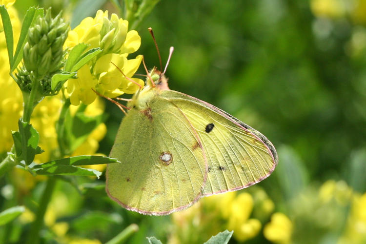 Colias erate: Bild 12