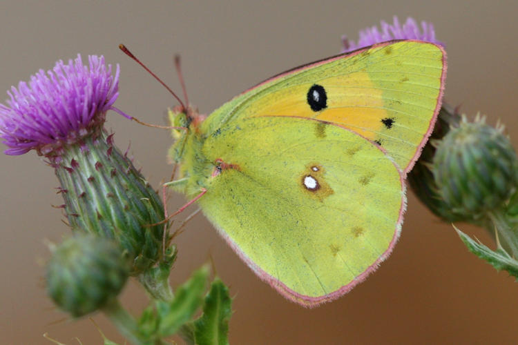 Colias fieldii: Bild 2