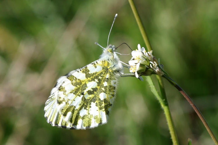 Anthocharis cardamines: Bild 18