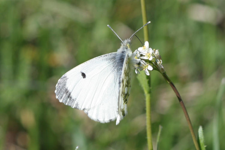 Anthocharis cardamines: Bild 10