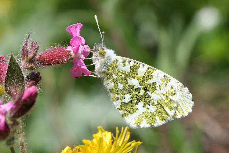 Anthocharis cardamines: Bild 19