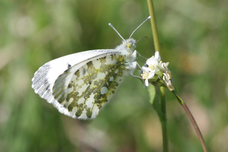 Anthocharis cardamines: Bild 21