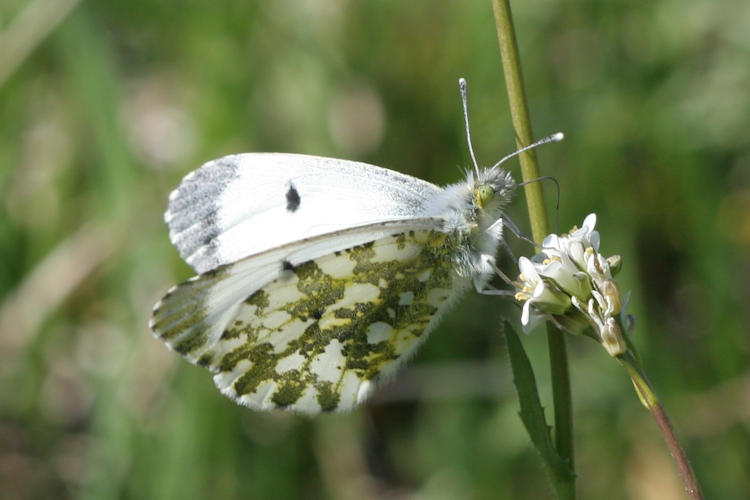 Anthocharis cardamines: Bild 22