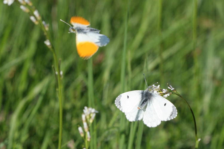 Anthocharis cardamines: Bild 25