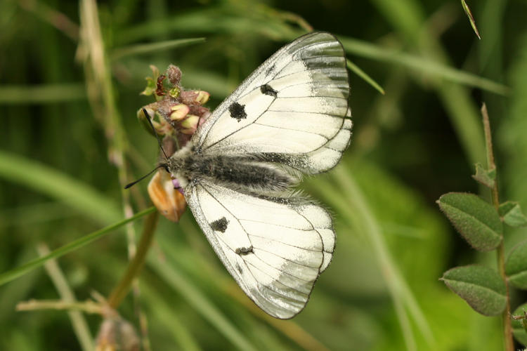 Parnassius mnemosyne: Bild 3